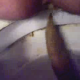 A female shitting ass on a toilet from a close-up perspective. This is a nice big poop. Full audio included.